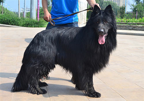 怎样挑选一只好的比利时牧羊犬？