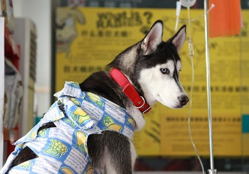 狗狗得冠状怎么办