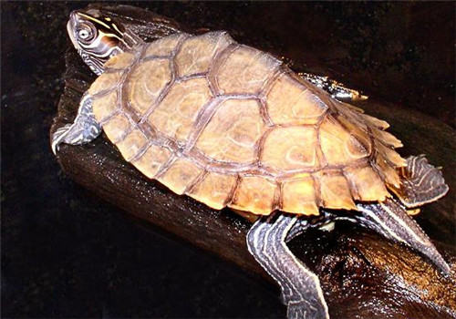 龟烂皮病的预防措施