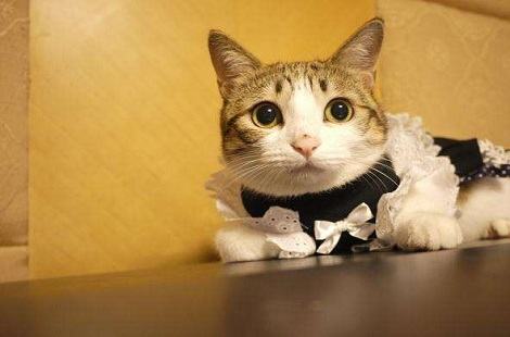 瓜皮猫是什么品种的猫？