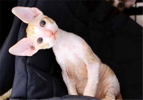 猫咪肝炎的诊断及症状 猫咪肝炎的诊断及症状
