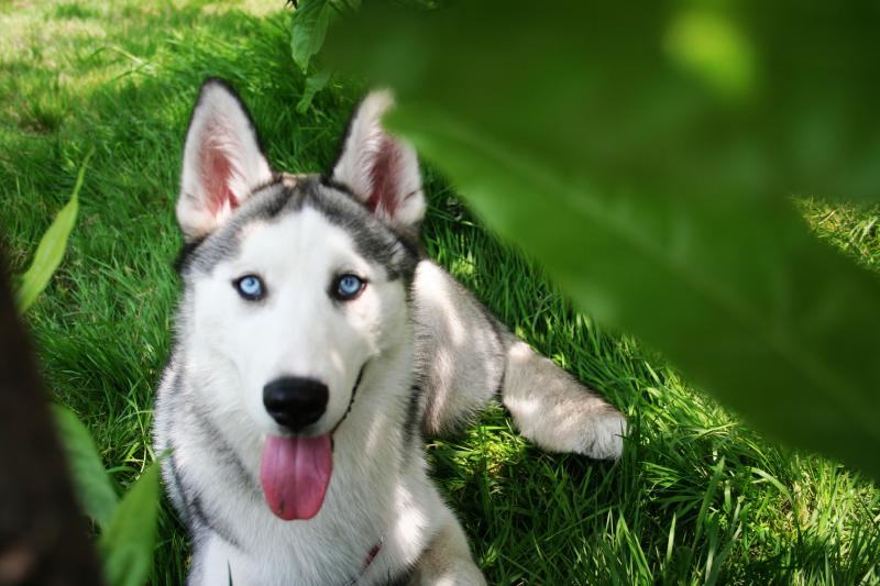 如何快速检查狗狗走路异常