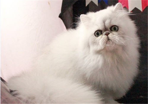 养好波斯猫要注意什么