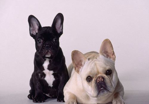 饲养法斗幼犬需要注意的地方都有哪些？