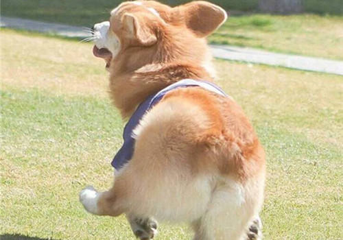 柯基狗狗为什么没有尾巴？