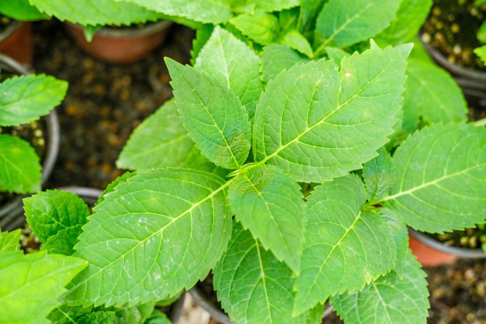 八仙花怎么不开花