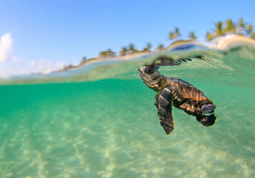 观赏龟养护之蠵龟