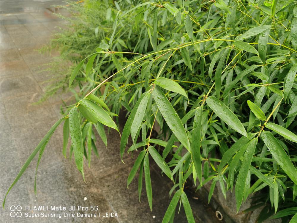 这3种“竹子”最适合在家养，棵棵枝条翠绿，叶子茂密，...