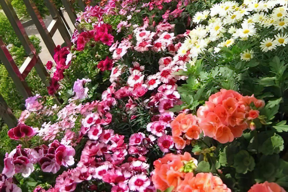 防盗窗养这5盆花，开花多、花期长，邻居看了都眼红！