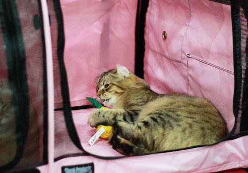 不易掉毛的四类猫咪推荐
