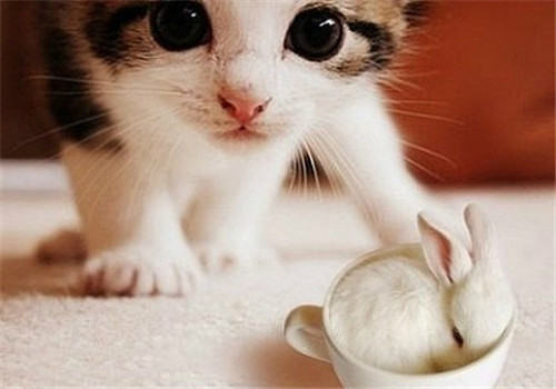 兔子和猫可以一起养吗？