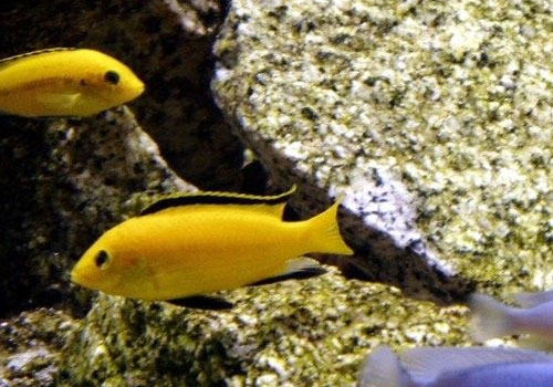 怎么自制鱼类的鱼食？