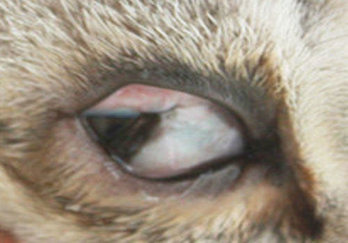 从猫咪的眼睛中观察异样