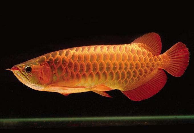 灯光对龙鱼显色的影响