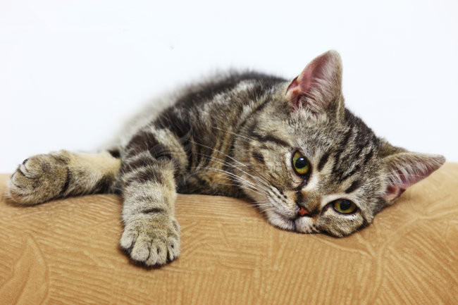 分析猫咪的七大习性 分析猫咪的七大习性