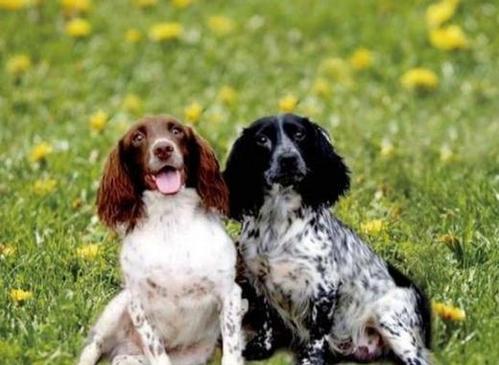 英国跳猎犬适合家养吗？英国跳猎犬优缺点介绍