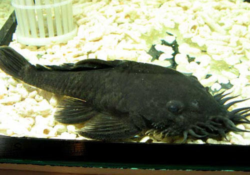 胡子类异型鱼饲养方法