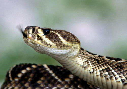 国内常见毒蛇介绍及如何预防被咬