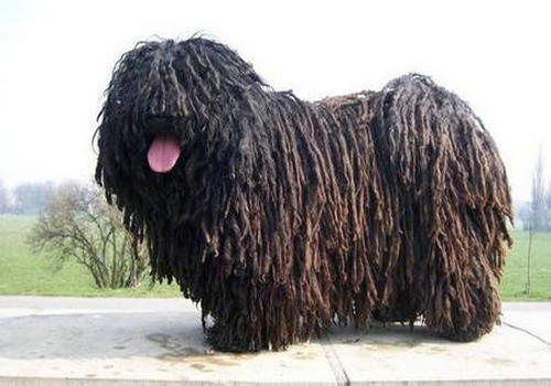 关于波利犬的介绍