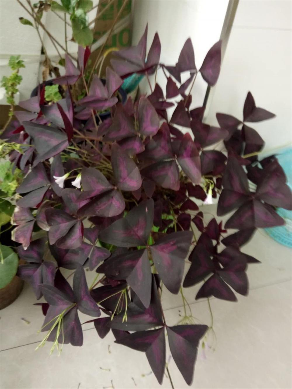紫叶酢浆草的常见病害及其防治