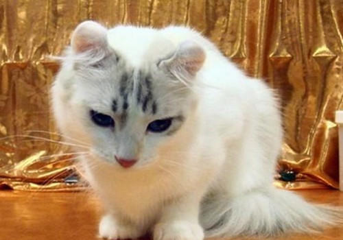 猫咪便秘做结肠切除术可根治