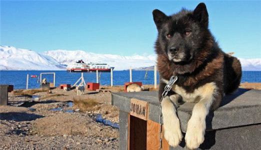 雪橇犬有几种?雪橇犬介绍 雪橇犬有几种?雪橇犬介绍