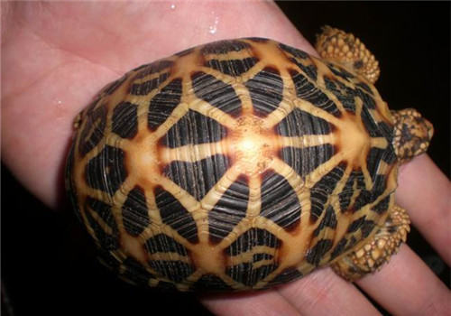 如何治疗陆龟的结石