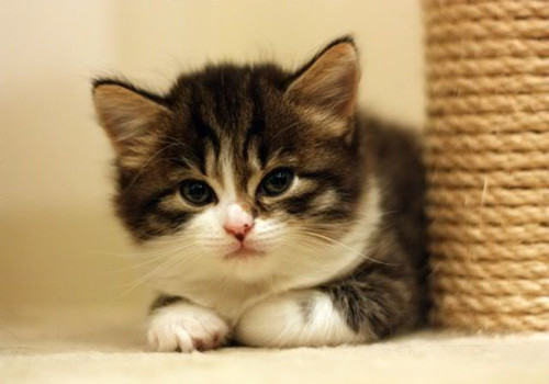 猫咪患了白内障怎么办