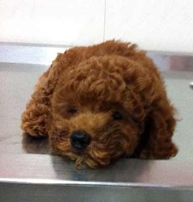 新犬进屋，行动指南