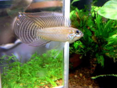 红珍珠短鲷的喂食要点 红珍珠短鲷的喂食要点