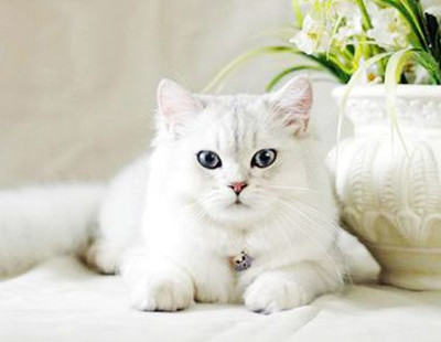 养猫，你做好准备了吗？