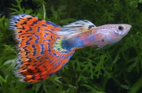孔雀鱼好养吗?新手能不能养? 孔雀鱼好养吗?新手能不能养?