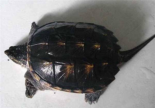 北美拟鳄龟的形态特征