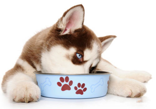 一些辨别优质狗粮的小技巧