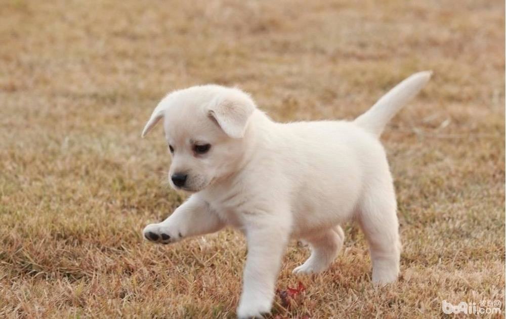 养狗之前要做好哪些心理准备？