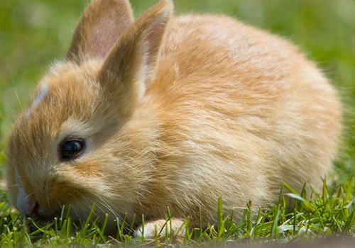 兔子骨骼老化的原因有哪些