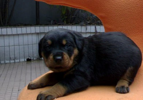 罗威纳犬的训练方法