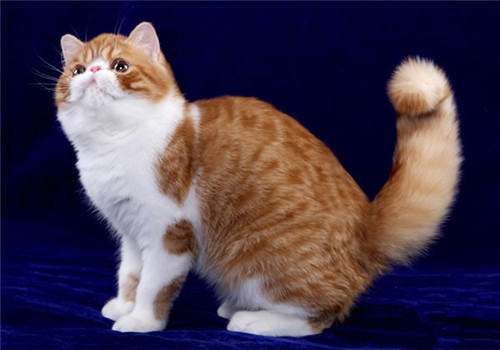 猫咪食道梗阻的判断及症状