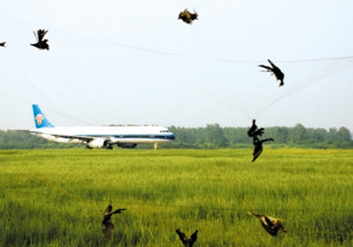为什么鸟会去撞飞机