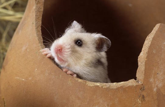 教你抱小仓鼠的几个小办法