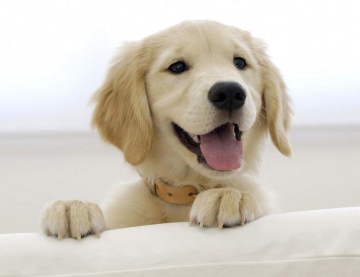 如何预防狗狗口腔疾病 如何预防狗狗口腔疾病