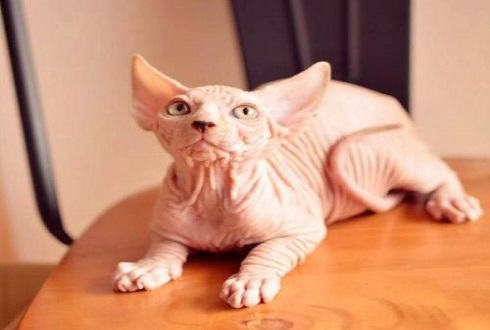 家猫品种有哪些?家猫品种大全 家猫品种有哪些?家猫品种大全