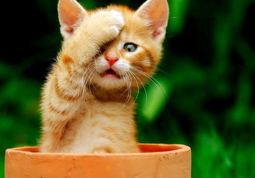 猫驱虫药需不需要空腹喂食 猫驱虫药需不需要空腹喂食
