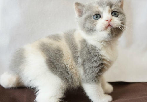 提前或延后为猫咪注射疫苗影响大吗 提前或延后为猫咪注射疫苗影响大吗