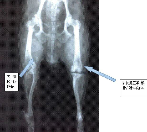 狗狗内侧髌骨脱位的症状及治疗