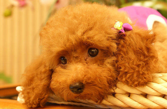 贵宾犬冬季怕冷怎么办