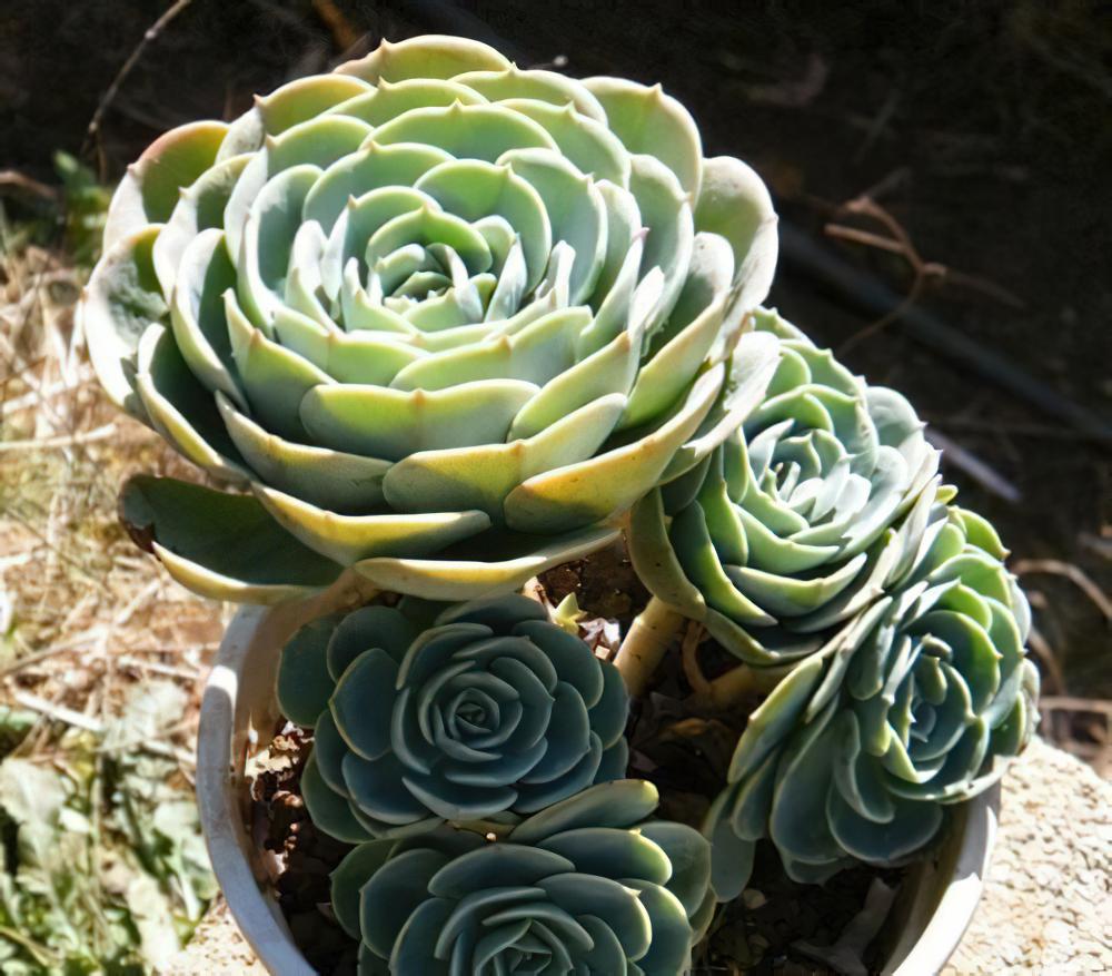 玉蝶（玉碟） Echeveria secunda var. glauca