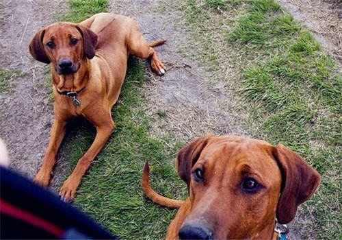 罗得西亚脊背犬的性格特点