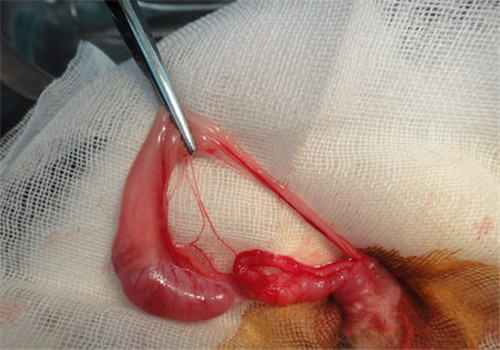 宠物兔结扎的最佳年龄