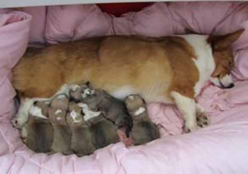 狗狗母乳不足怎么办？